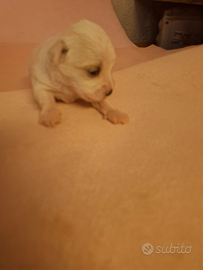 Cucciolo di maltese femmina