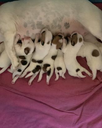 Cuccioli di Jack Russell