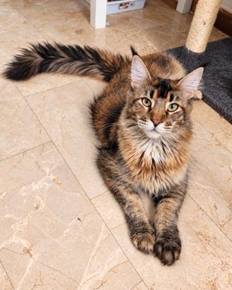 Millie - maine coon femmina giovane adulta