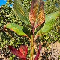Piante palustri, acquatiche e terrestri