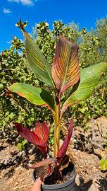 Piante palustri, acquatiche e terrestri
