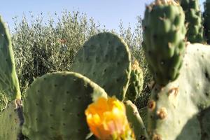Terreno - Caltagirone