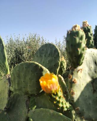 Terreno - Caltagirone