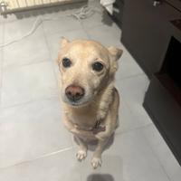 Cane meticcio femmina