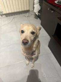 Cane meticcio femmina