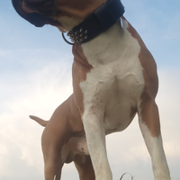 American staffordshire terrier pronto per monte