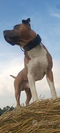 American staffordshire terrier pronto per monte
