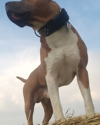 American staffordshire terrier pronto per monte