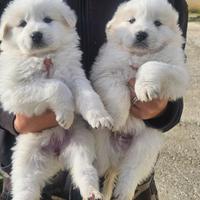 Cuccioli di pastore maremmano abruzzese