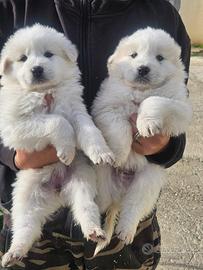 Cuccioli di pastore maremmano abruzzese