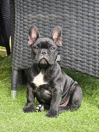 Cuccioli bulldog francese