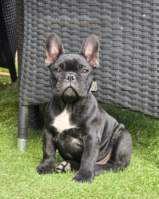 Cuccioli bulldog francese