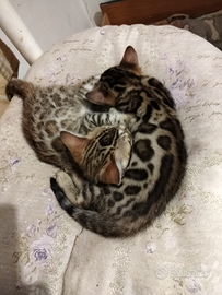 Gattine Bangala con pedigree anche for breeding