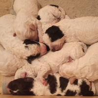 Cuccioli di Lagotto e Lagotto/Jack Russel