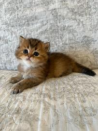 British Longhair