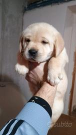 Cucciola Labrador Retriever con Pedigree