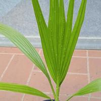 PIANTA PALMA WASHINGTONIA FILIFERA h 45 - 55 cm in