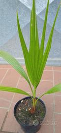 PIANTA PALMA WASHINGTONIA FILIFERA h 45 - 55 cm in