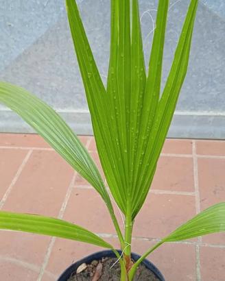 PIANTA PALMA WASHINGTONIA FILIFERA h 45 - 55 cm in