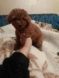 Barbonino Toy Pedigree Enci