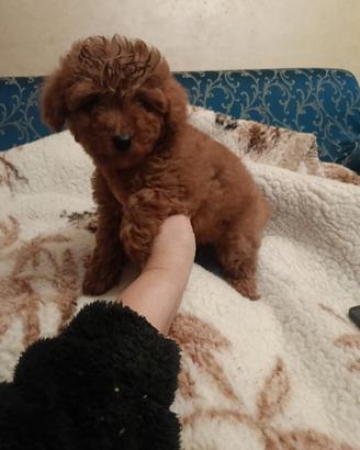 Barbonino Toy Pedigree Enci