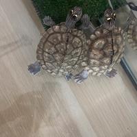 Tartarughe kohni e vasca