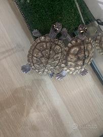 Tartarughe kohni e vasca