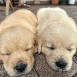 Cucciolo Golden Retriever