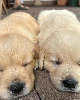 Cucciolo Golden Retriever