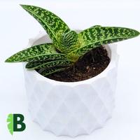 Gonialoe Botaniqus