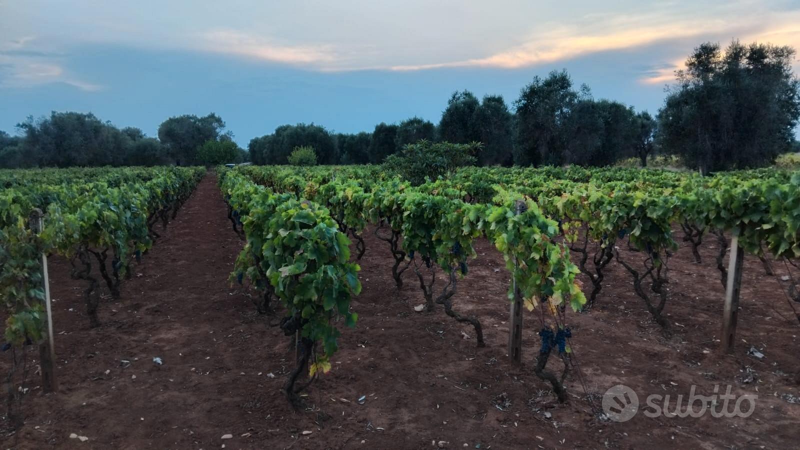 Terreno agricolo metà uliveto e metà vigneto - Vista 5
