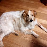 Cane simil pastore australiano