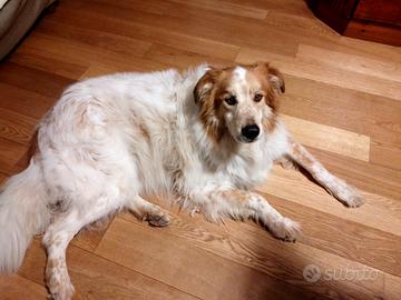 Cane simil pastore australiano