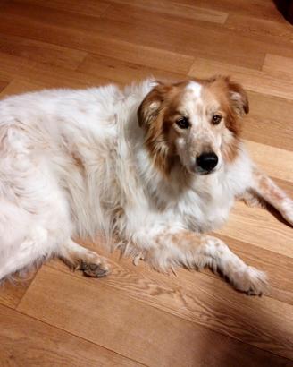 Cane simil pastore australiano