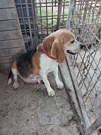 Beagle Elisabeth originale 
