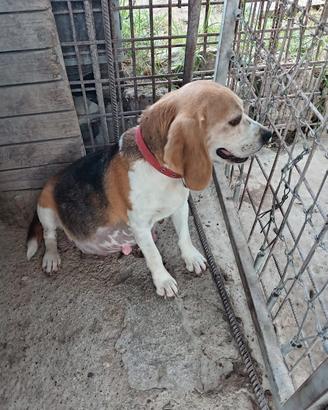 Beagle Elisabeth originale 