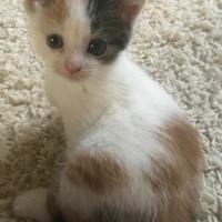 Femminuccia meta siberiano gattina 2 mesi