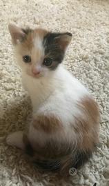 Femminuccia meta siberiano gattina 2 mesi