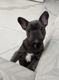 Cucciolo di bulldog francese