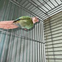 Conuro guance verdi femmina