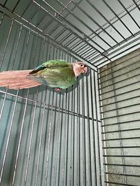 Conuro guance verdi femmina