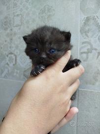 British e Scottish fold