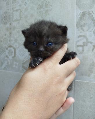 British e Scottish fold