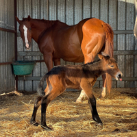 Cavallo peint