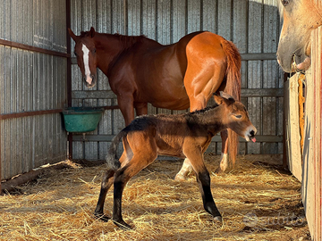 Cavallo peint