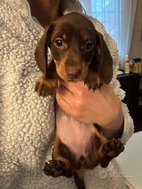 Bassotto cioccolato femmina