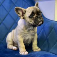 Cuccioli bulldog francese