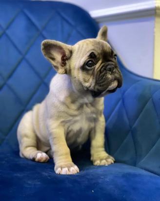 Cuccioli bulldog francese