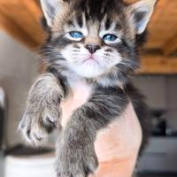 Maine Coon