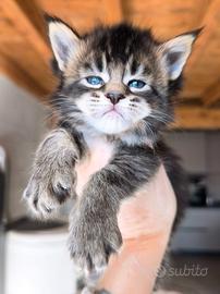Maine Coon